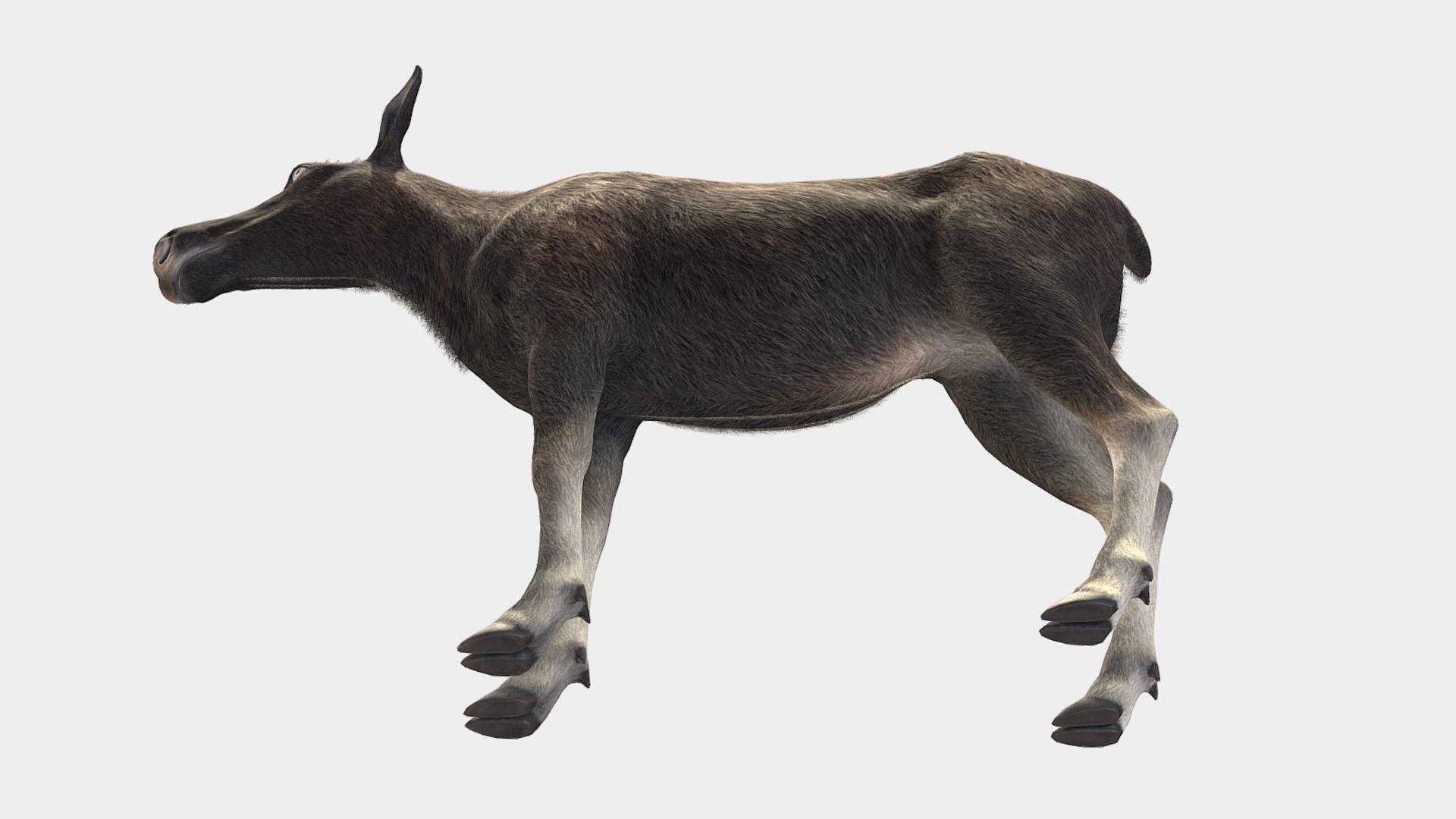 Moose - Cow Low-poly 3D model_6