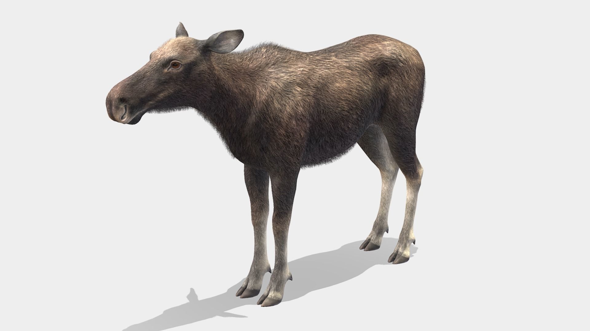 Moose - Cow Low-poly 3D model_3