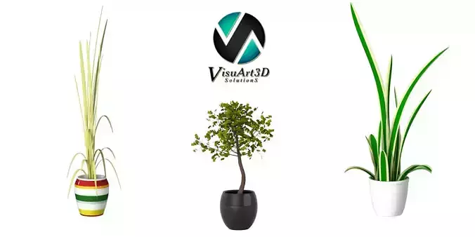 Houseplant collection 2 potted tree in pot 3D model