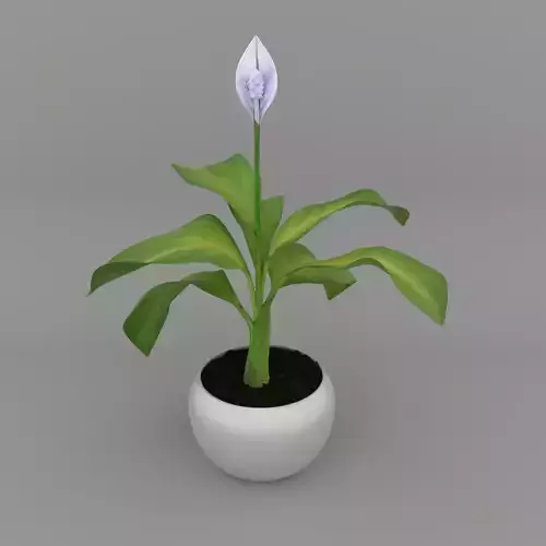 Spathiphyllum flower in pot