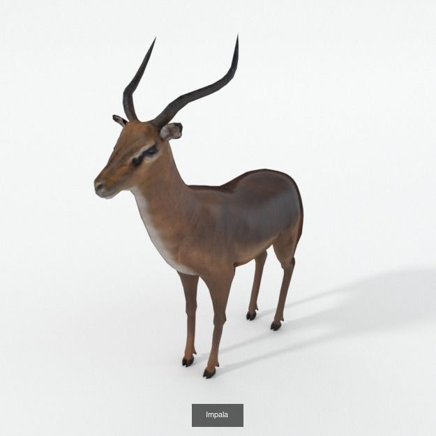 16 African Safari Pack 3D Model Collection_13