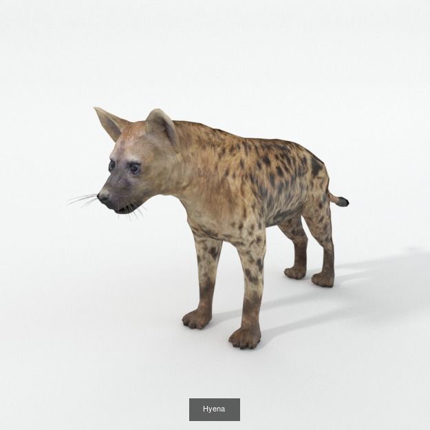 16 African Safari Pack 3D Model Collection_12