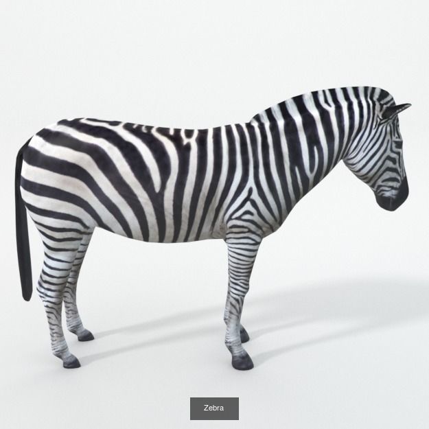 16 African Safari Pack 3D Model Collection_4