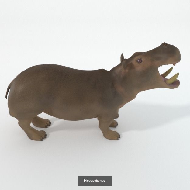 16 African Safari Pack 3D Model Collection_5