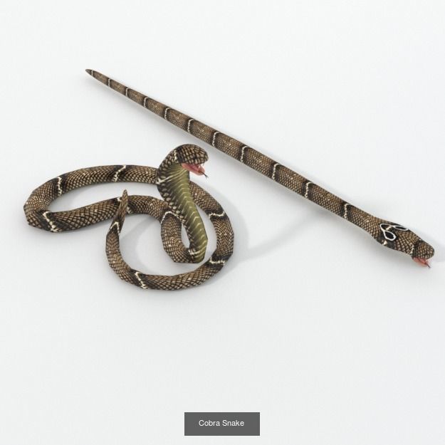 16 African Safari Pack 3D Model Collection_10