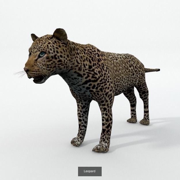 16 African Safari Pack 3D Model Collection_8
