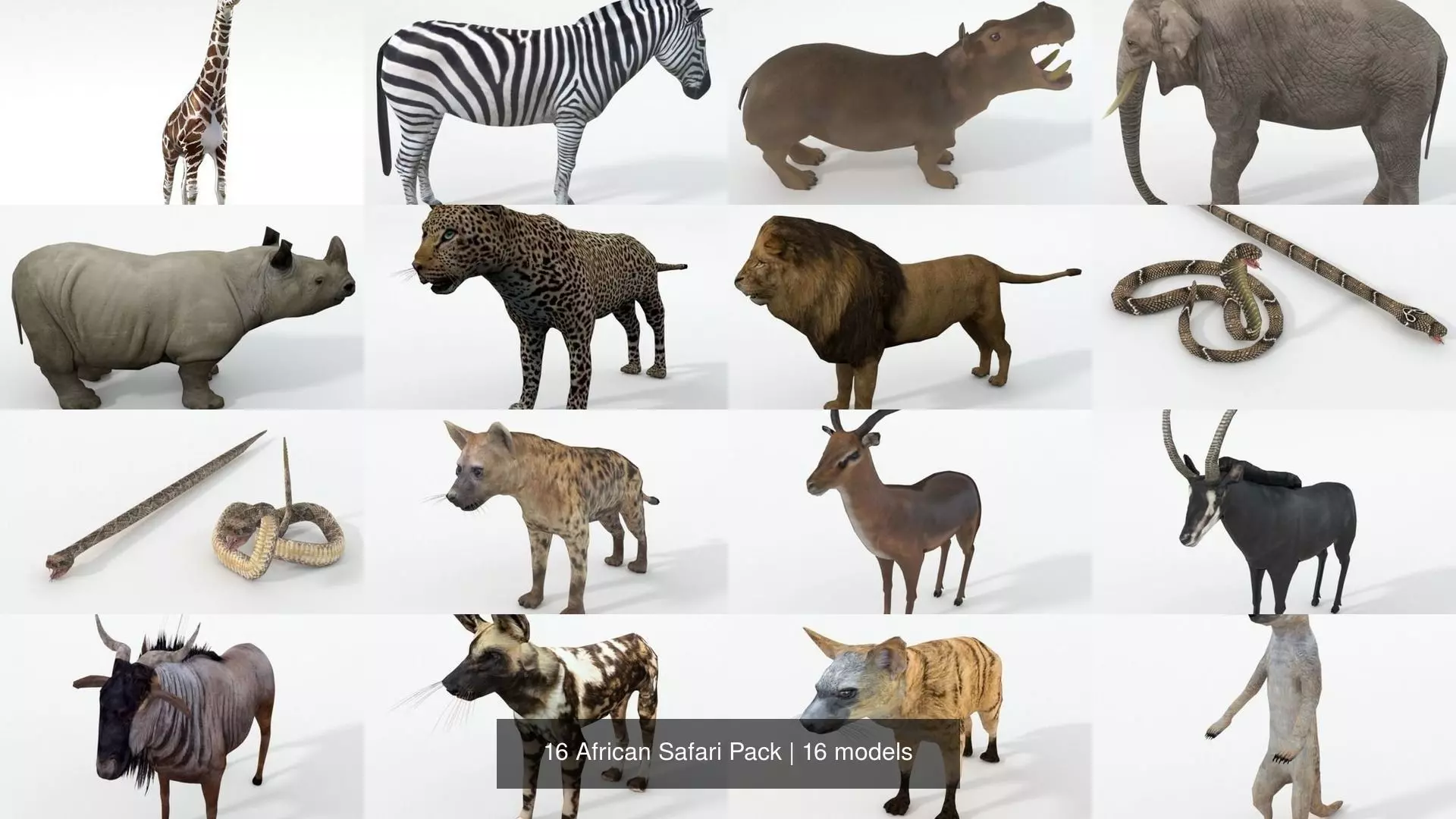 16 African Safari Pack 3D Model Collection_1