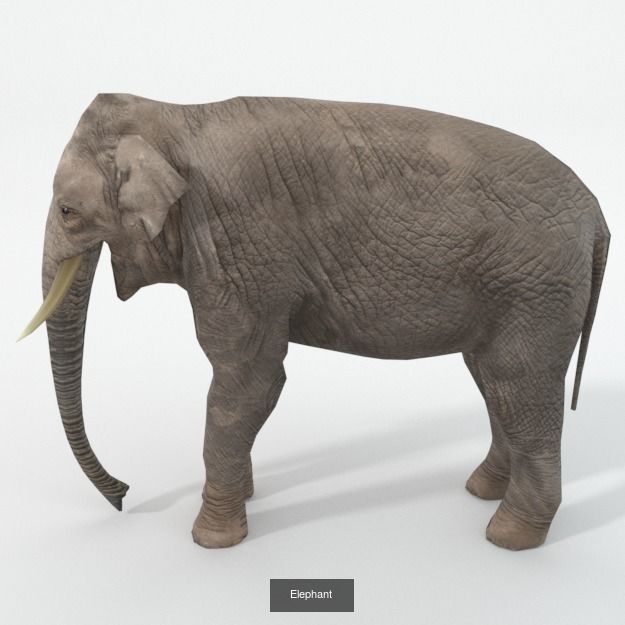 16 African Safari Pack 3D Model Collection_6