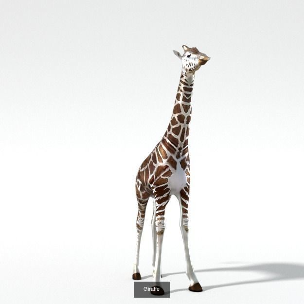 16 African Safari Pack 3D Model Collection_3