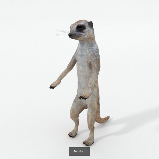 16 African Safari Pack 3D Model Collection_18