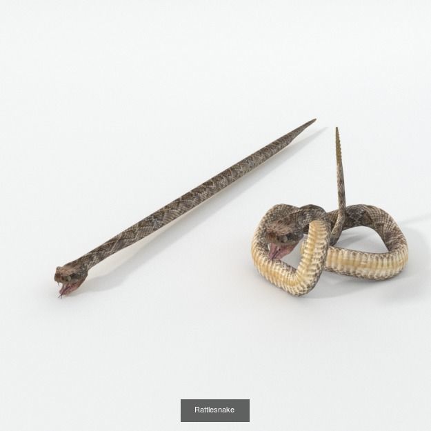 16 African Safari Pack 3D Model Collection_11