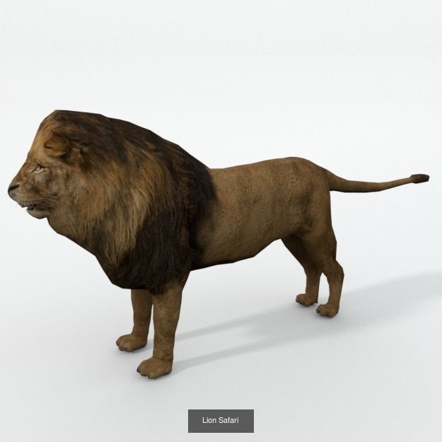 16 African Safari Pack 3D Model Collection_9