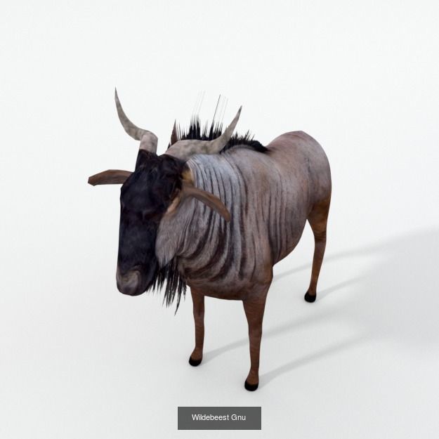 16 African Safari Pack 3D Model Collection_15