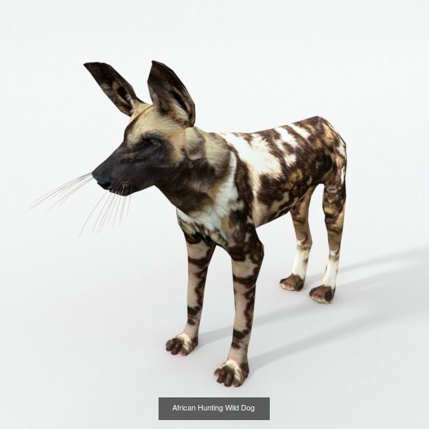 16 African Safari Pack 3D Model Collection_16
