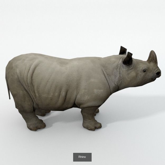 16 African Safari Pack 3D Model Collection_7