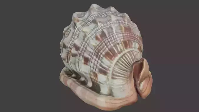 Bullmouth Seashell Photogrammetry