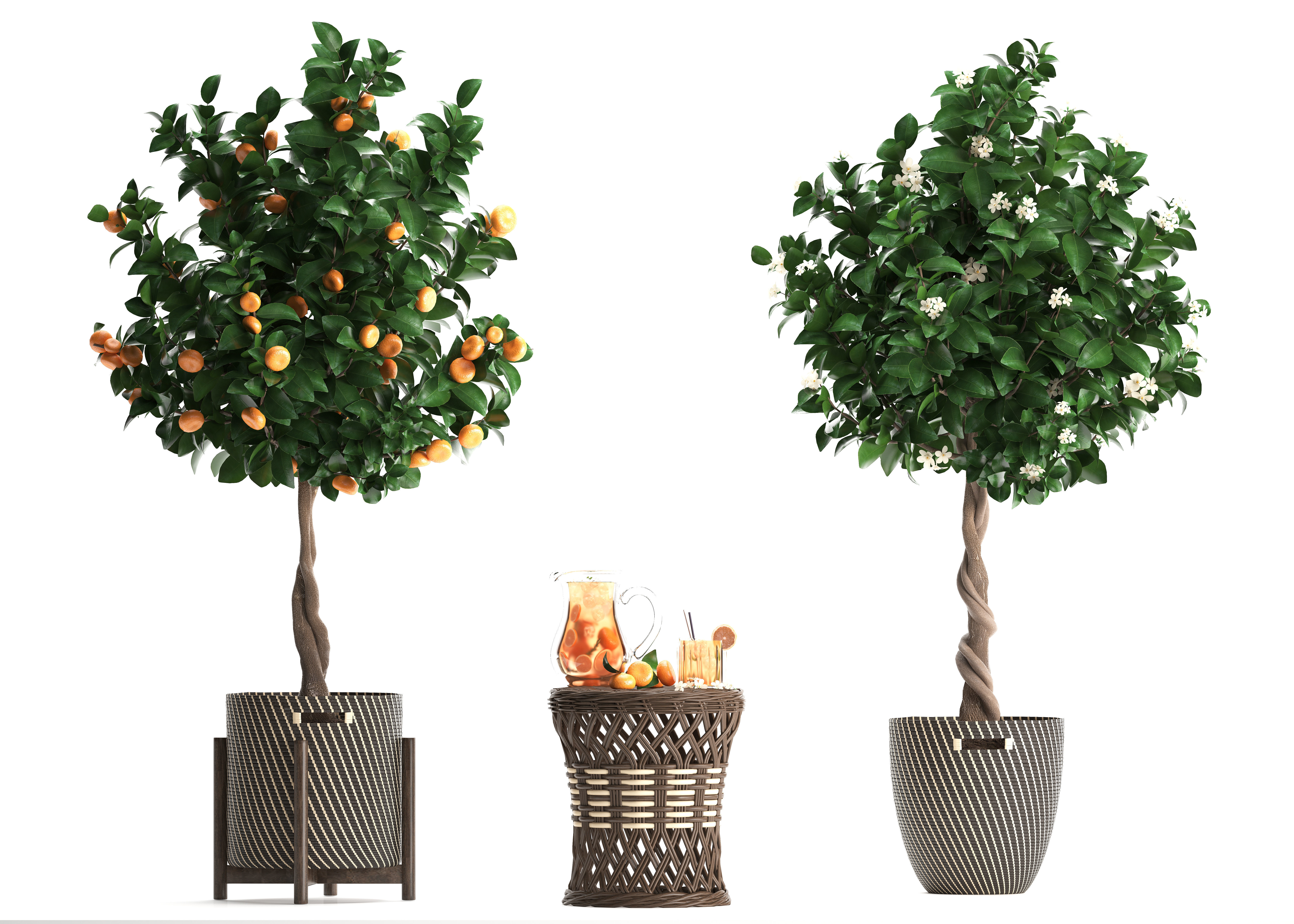 Mandarin Tree with Fruit 3D model_3