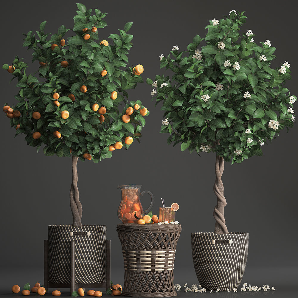 Mandarin Tree with Fruit 3D model_15
