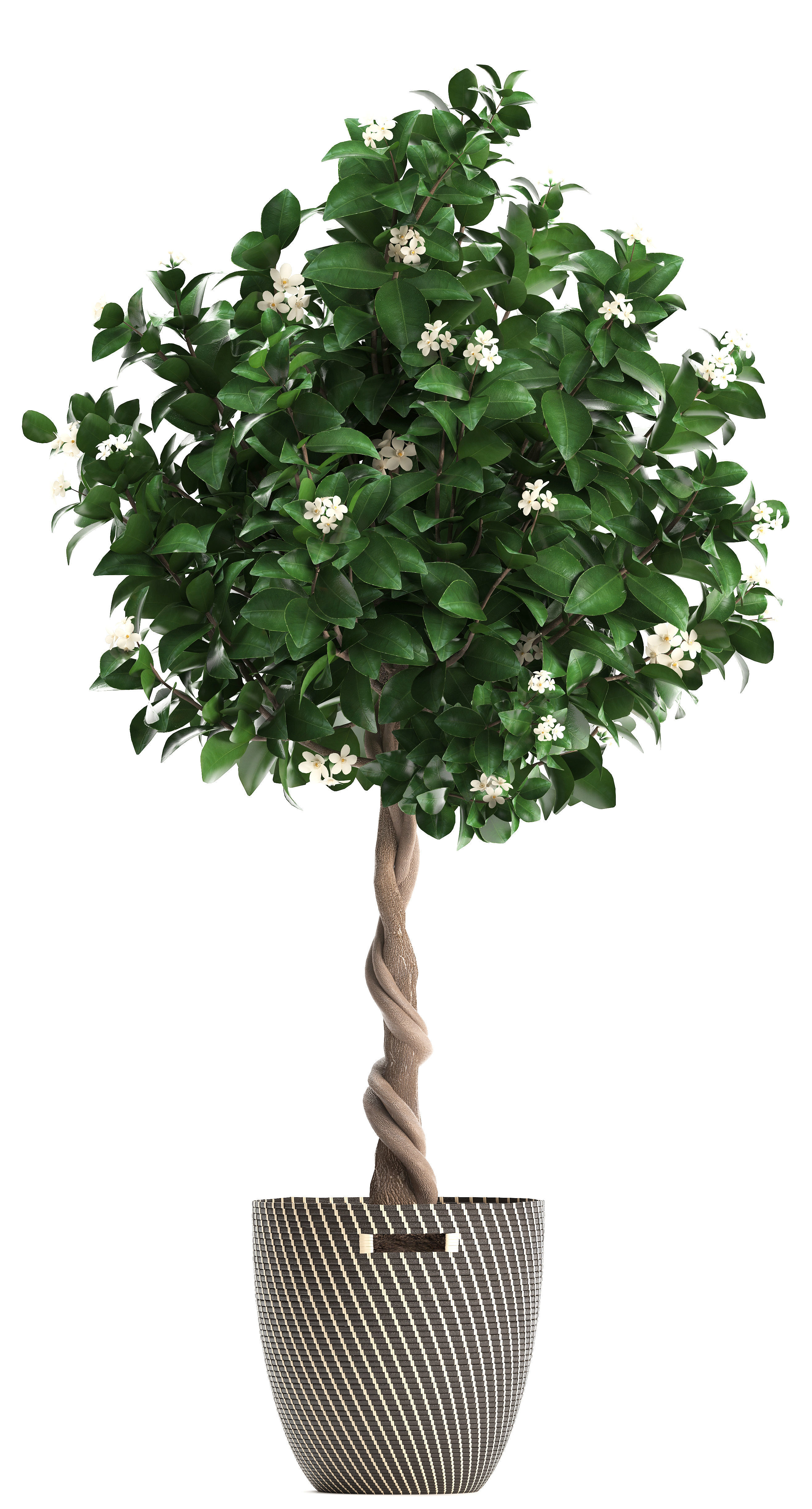 Mandarin Tree with Fruit 3D model_11