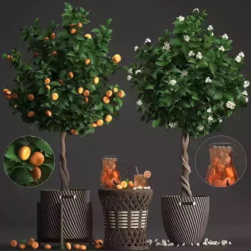 Mandarin Tree with Fruit