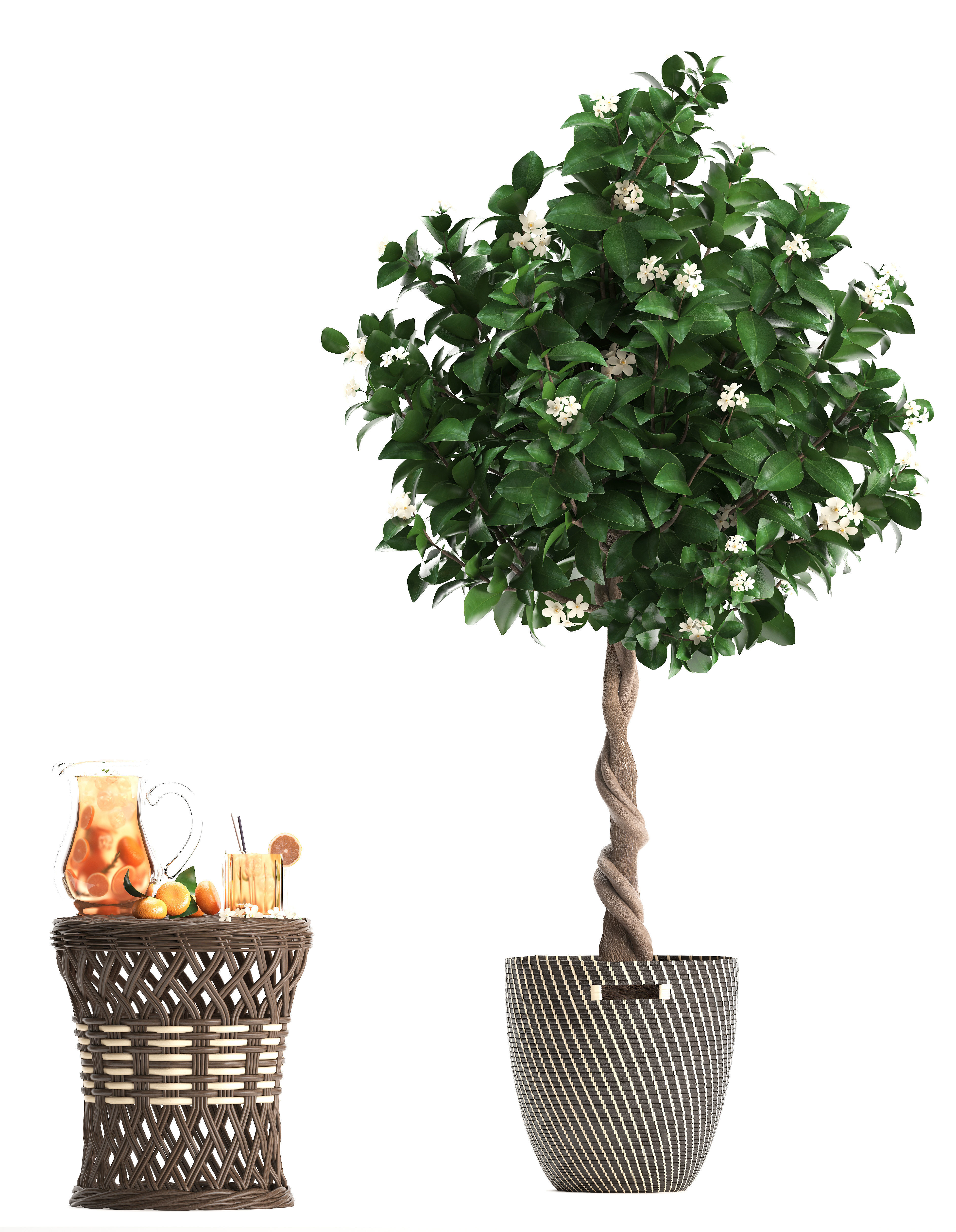 Mandarin Tree with Fruit 3D model_6