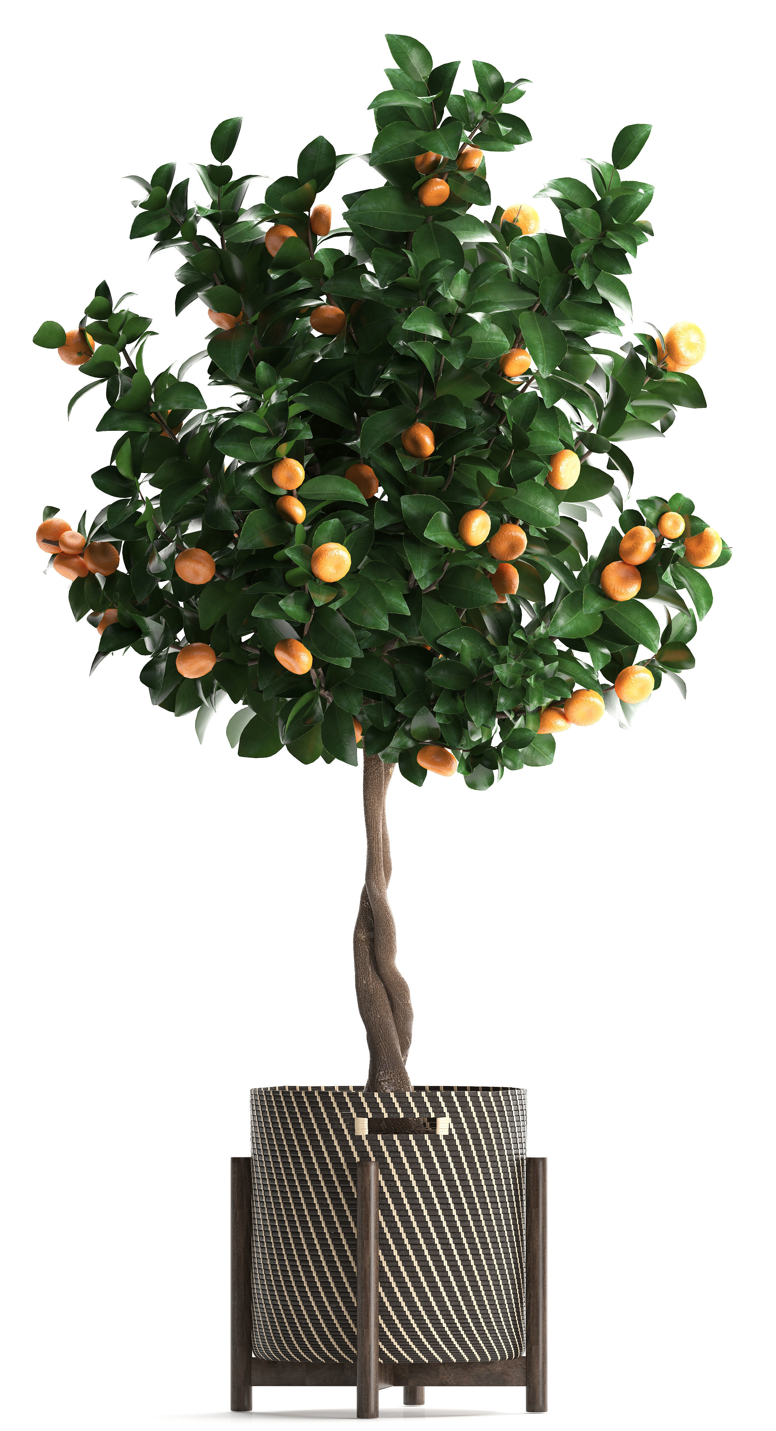 Mandarin Tree with Fruit 3D model_12