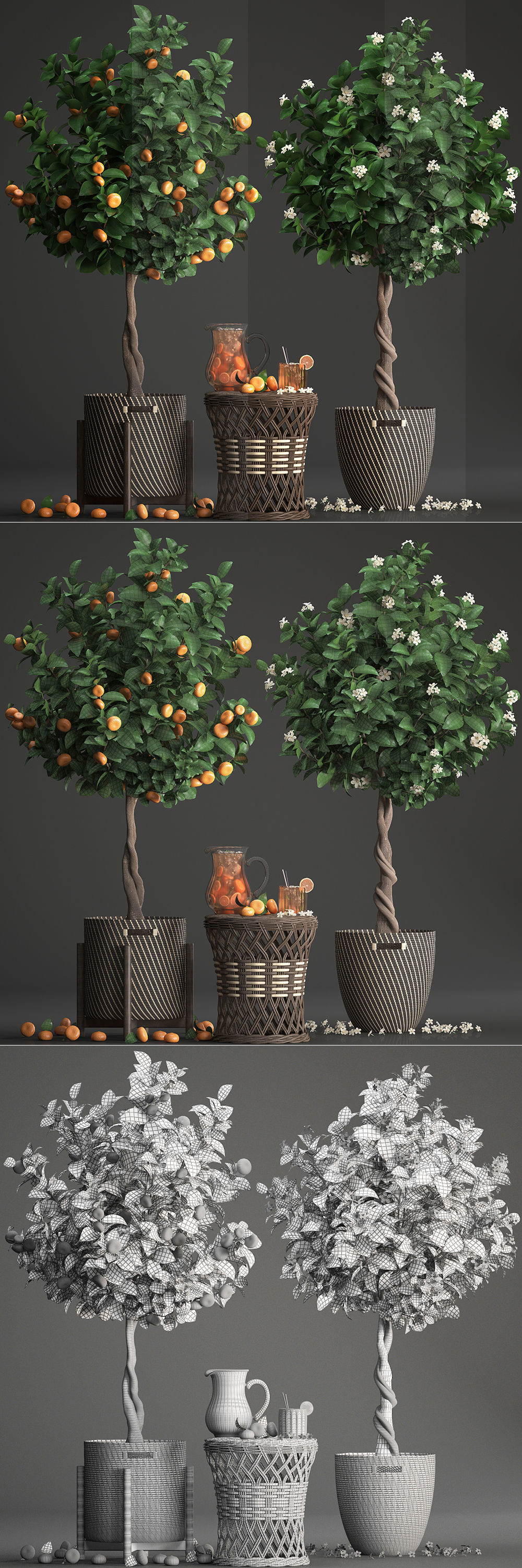Mandarin Tree with Fruit 3D model_14