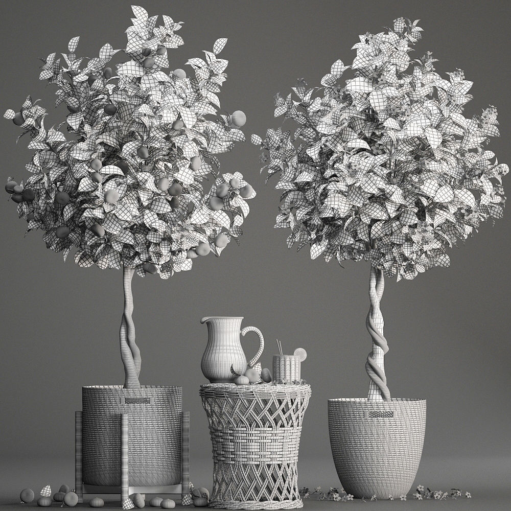Mandarin Tree with Fruit 3D model_9