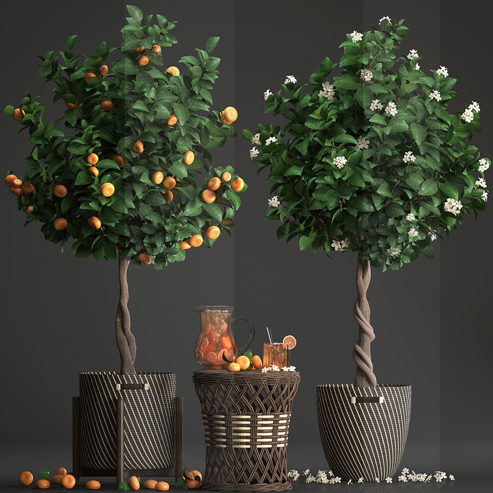 Mandarin Tree with Fruit 3D model_8