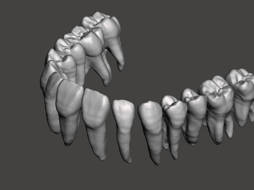 Maxillary human teeth full arch 3D print model_2