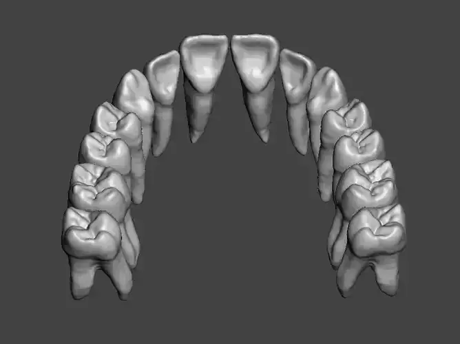 Maxillary human teeth full arch 3D print model