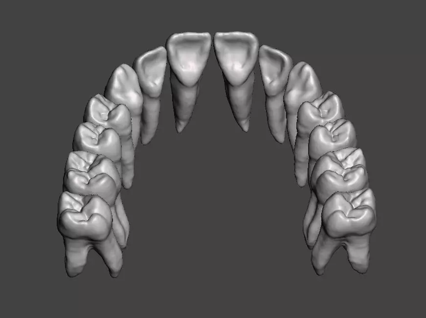 Maxillary human teeth full arch 3D print model_0