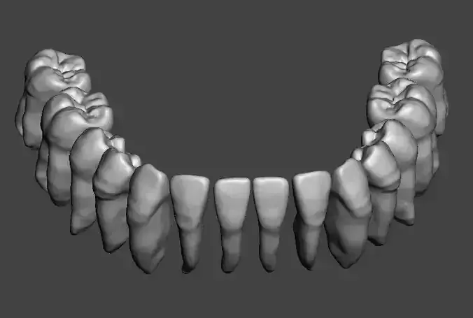 Mandibular real human teeth full arch