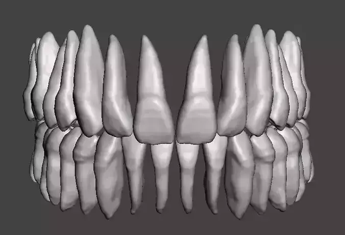 Real human teeth anatomy maxillary and mandibular 3D print model