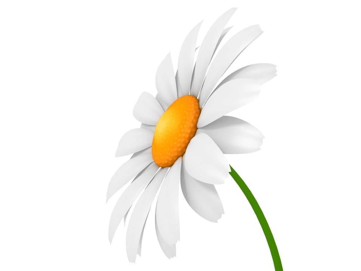 Cartoon Daisy Low-poly 3D model_8