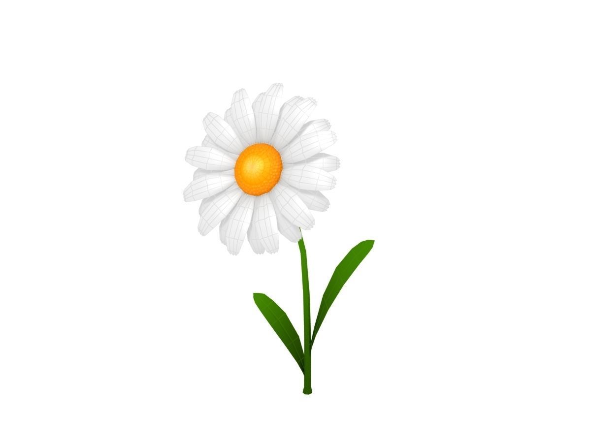 Cartoon Daisy Low-poly 3D model_9
