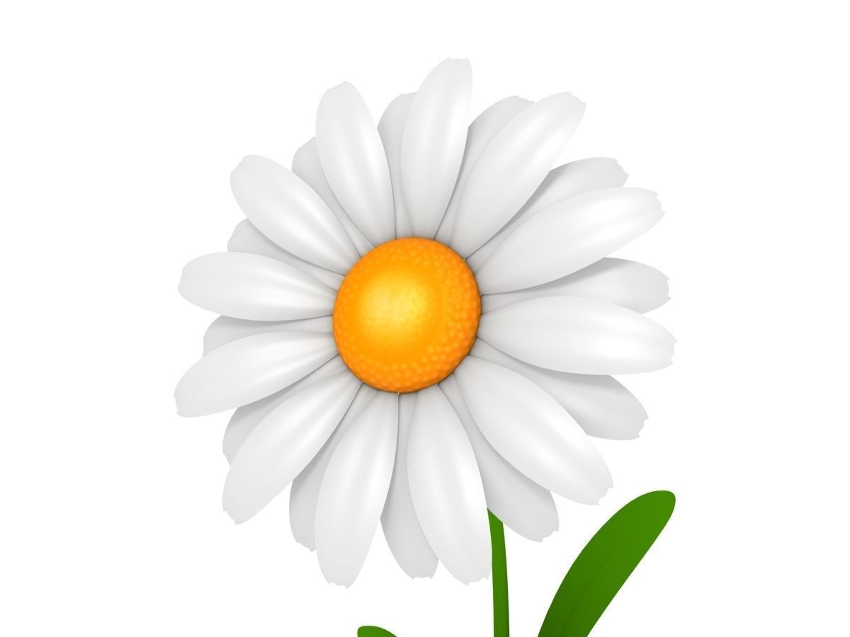 Cartoon Daisy Low-poly 3D model_6