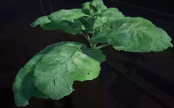 Big wild grass Burdock