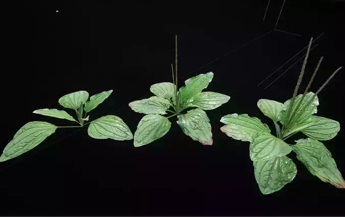 Ground grass Psyllium 3in1 Low-poly 3D model