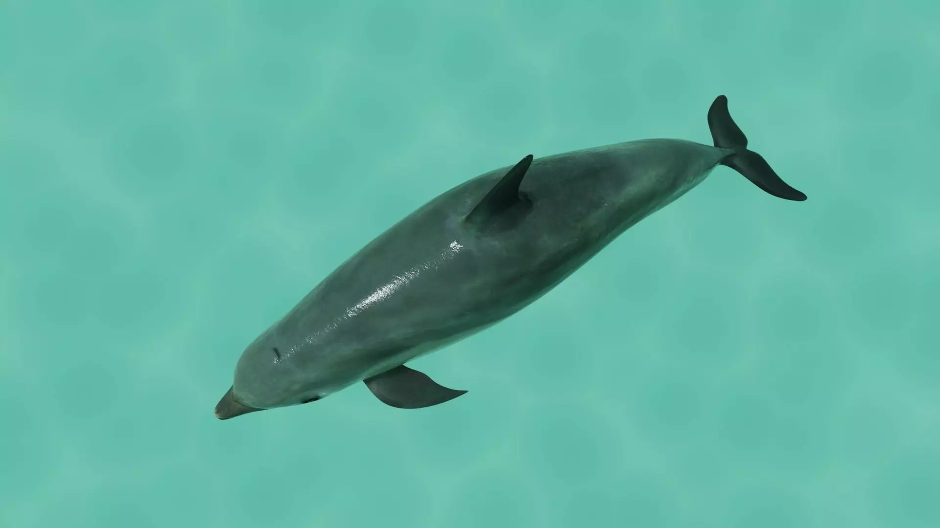 Dolphin Rigged swimming in sea Low-poly 3D model