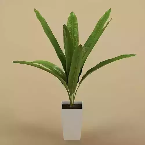 Plant 50