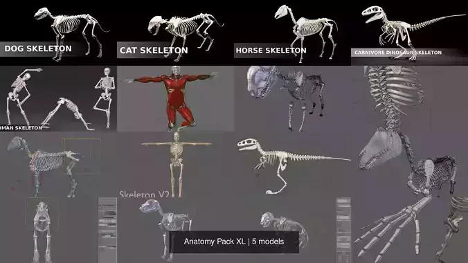 Anatomy Pack XL 3D Model Collection