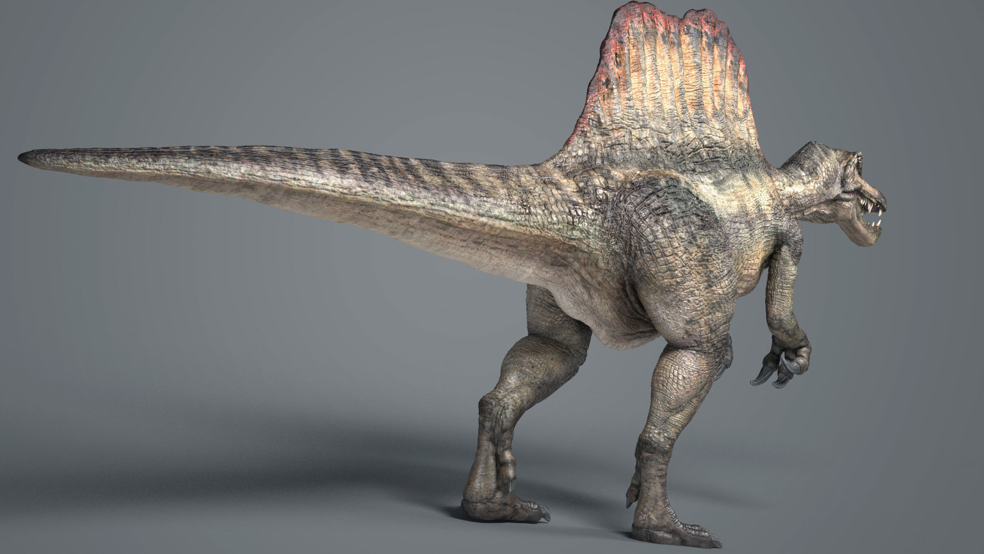 Spinosaurus-Rig dinosaur Low-poly 3D model_2