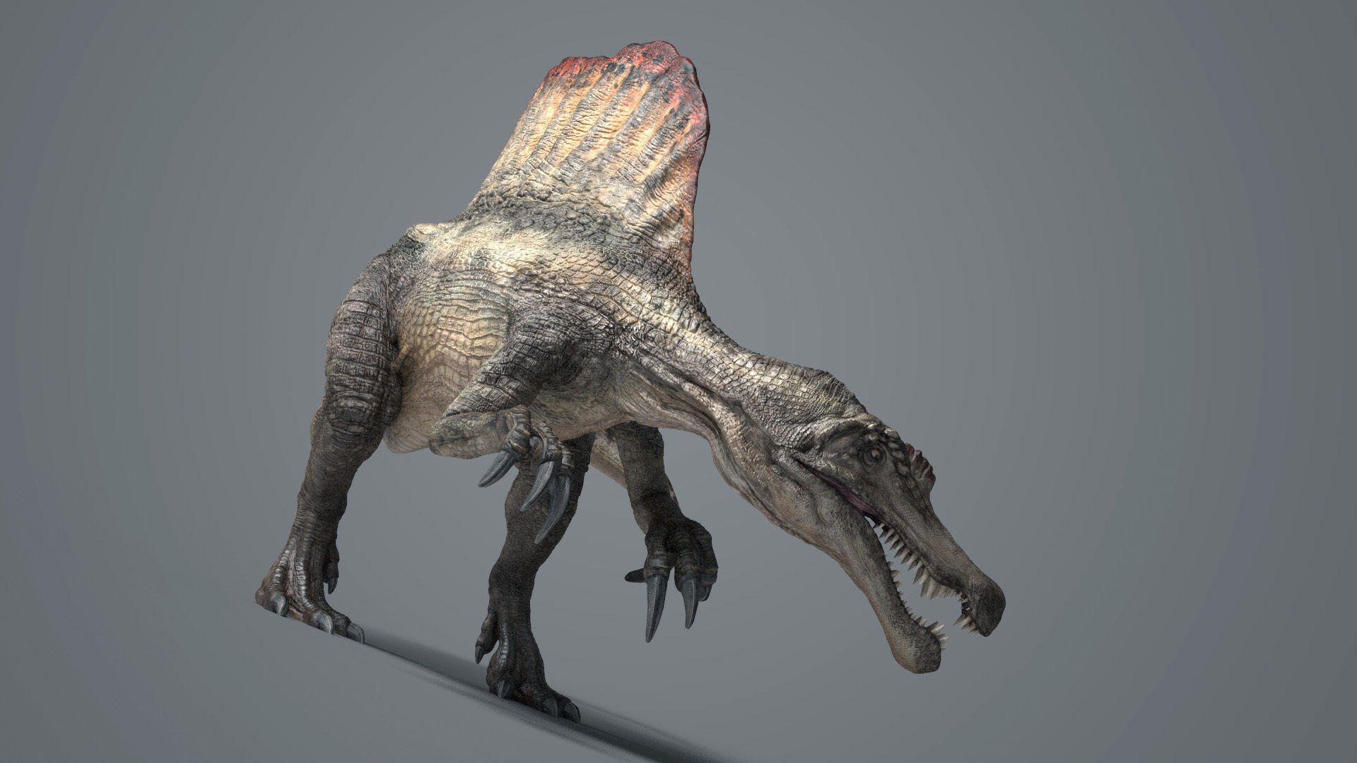 Spinosaurus-Rig dinosaur Low-poly 3D model_5