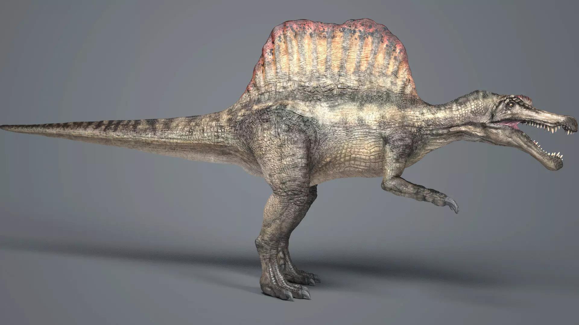 Spinosaurus-Rig dinosaur Low-poly 3D model_0