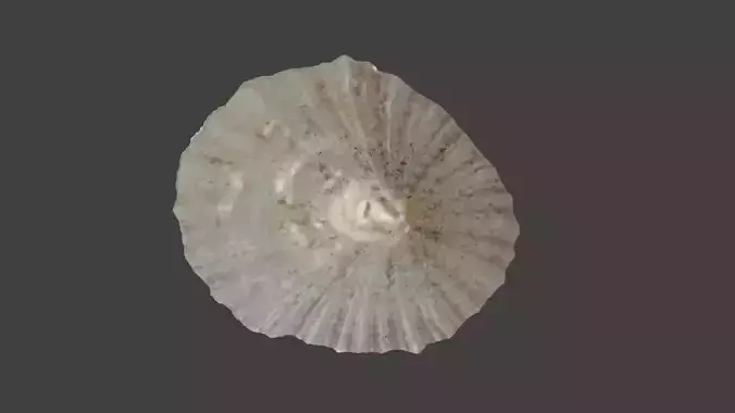Limpet Seashell Photogrammetry Free 3D model