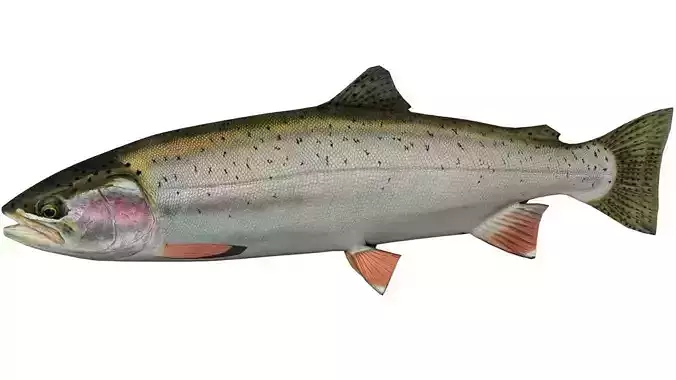 Trout rainbow Low-poly 3D model