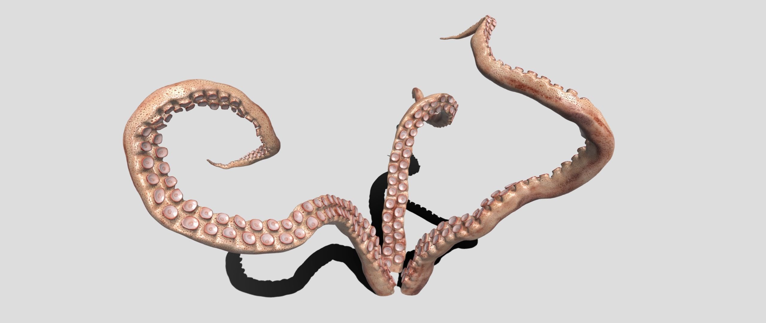 tentacle octopus tentacles 3D model_3