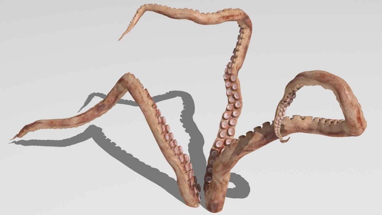 tentacle octopus tentacles 3D model_10