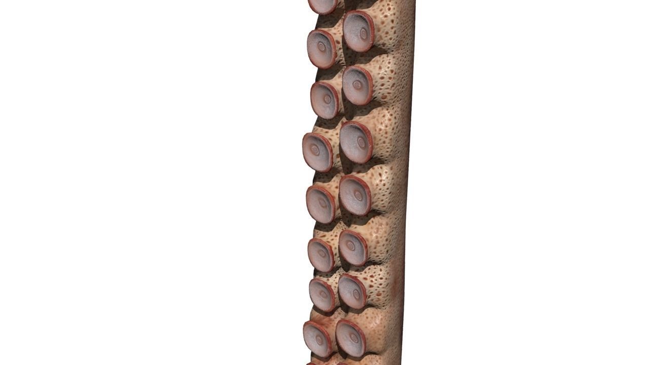 tentacle octopus tentacles 3D model_14